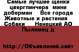 Самые лучшие щенки цвергпинчера (мини доберман) - Все города Животные и растения » Собаки   . Ненецкий АО,Пылемец д.